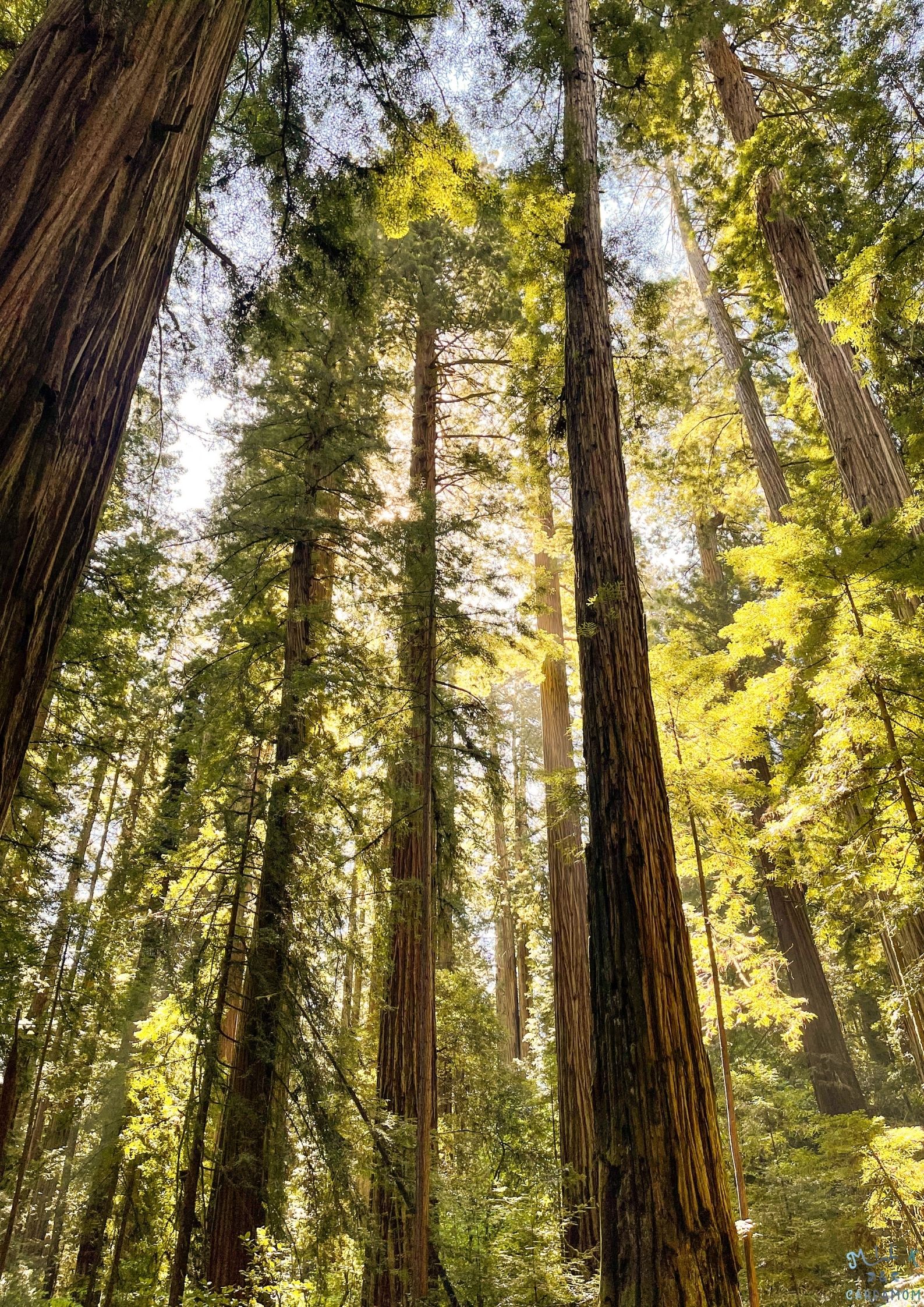 4 Great Hikes in Del Norte County to do with Kids! | Milk & Cardamom