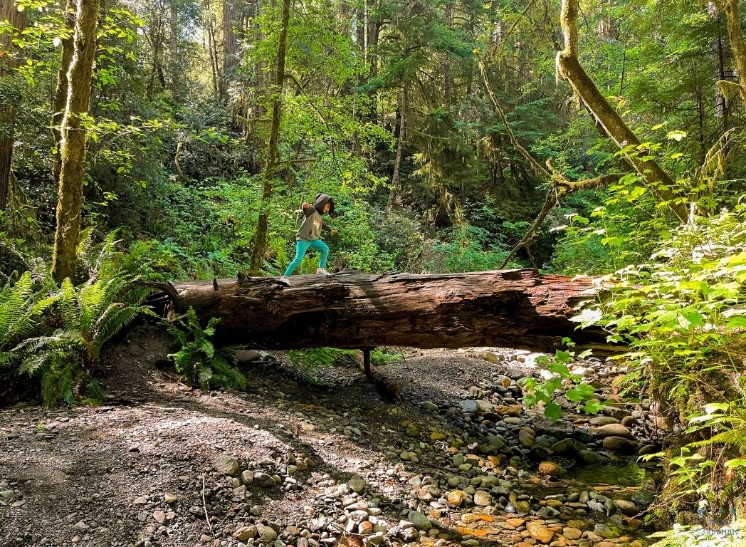 4 Great Hikes in Del Norte County to do with Kids! | Milk & Cardamom